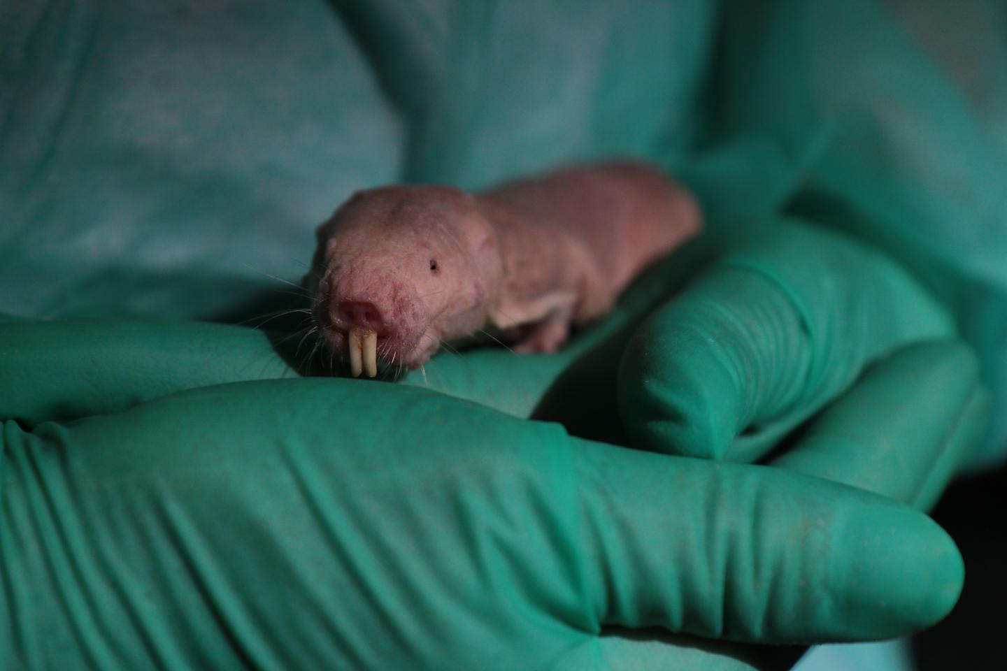 Breathe Easy The Naked Mole Rat S Secret To Surviving Oxygen