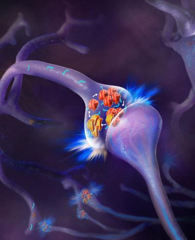 Drosophila Orb2 Plays an Important Role in the Persistence of Memory