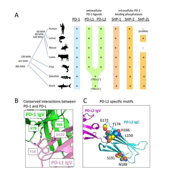 Figure 1. Evolutionary conservation of the PD-1 system across jawed vertebrates.