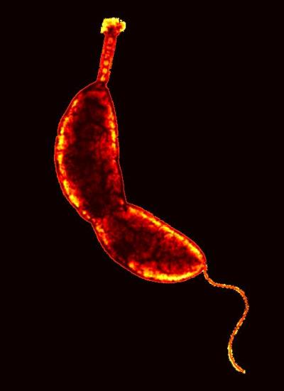 <i>Caulobacter crescentus </i>
