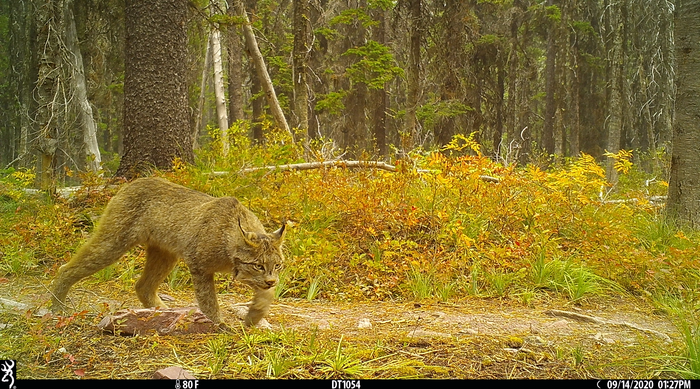 Lynx2