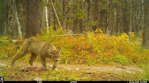 Lynx2