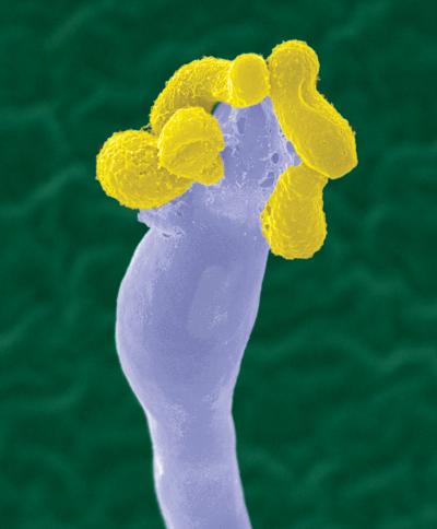 <i>C. gattii</i> 
