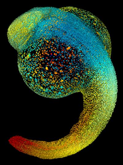Special Issue: Developmental Biology (1 of 9)