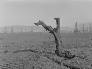 archival photo from the original excavations at La Brea Tar Pits