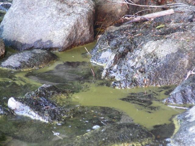Close-Up of a Cyanobacterial Bloom on the Surface of Lake Sunapee, N.H.