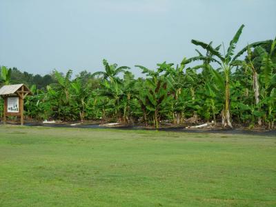 Bananas in the Landscape