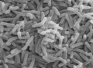 Cholera Bacteria