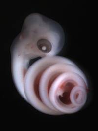 Corn Snake Embryo (2 of 2)