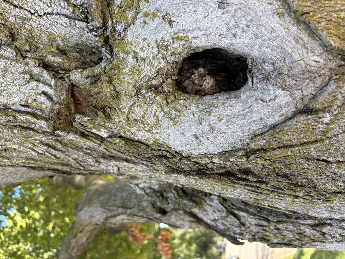 Tree crevice