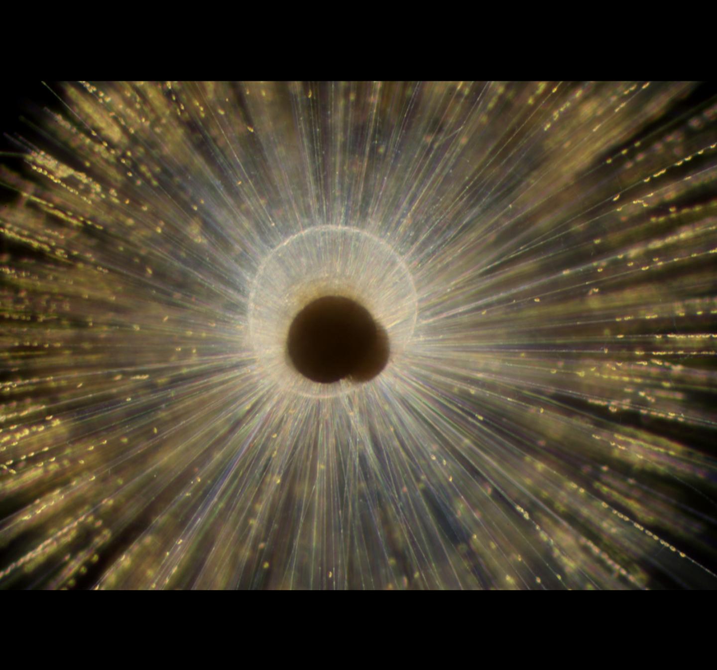 Atom by Atom Growth Chart For Shells Helps Decode Climate Change