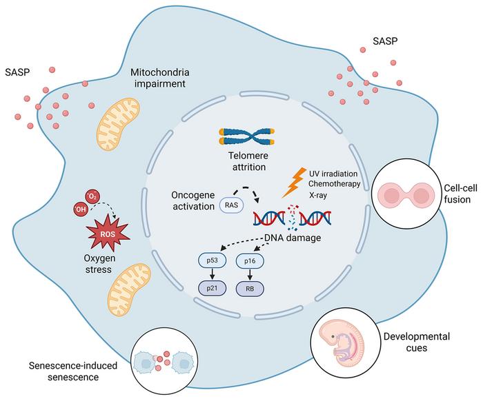 The multifaceted inducers of cellular senescence