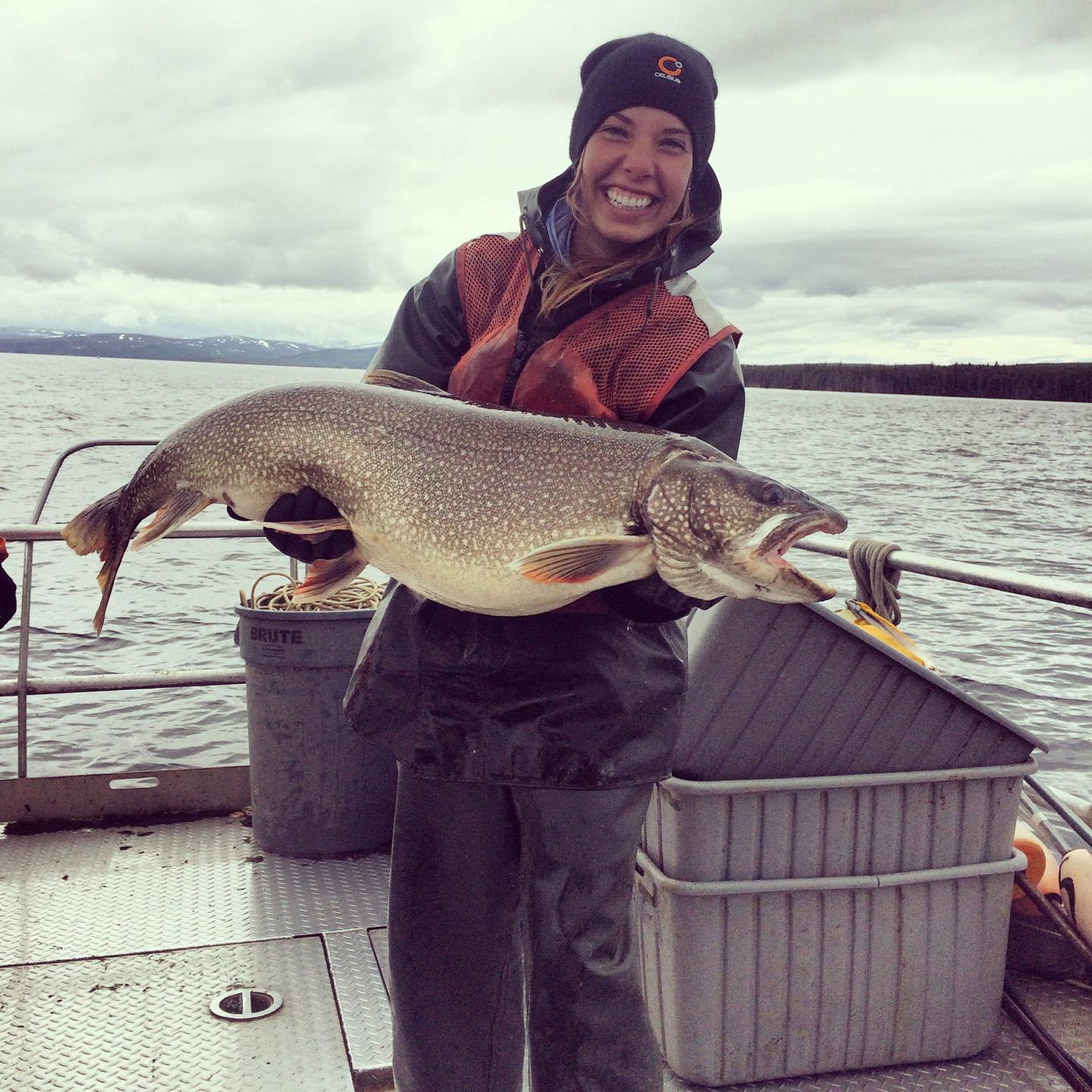 Invasion of Lake Trout in Yellowstone Changed Aquatic and Terrestrial Ecosystems (2 of 14)