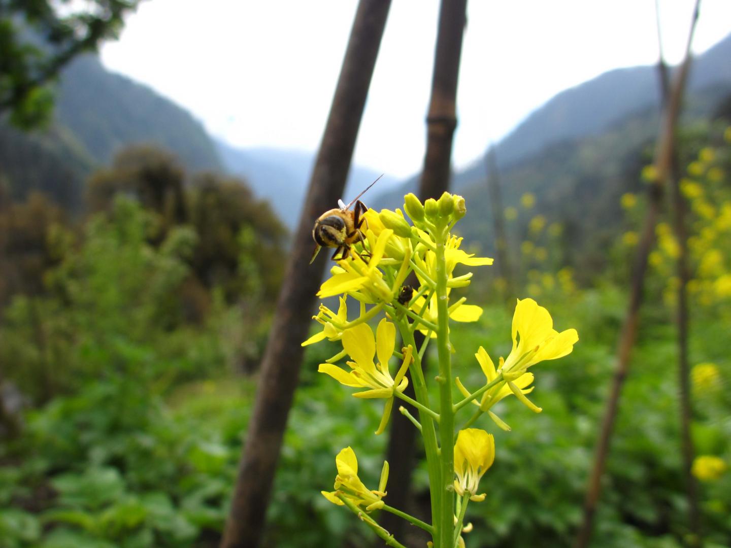 Hoverfly
