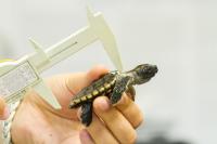 Sex and Sea Turtles: Impact of Climate Change and Sea Level Rise (2 of 3)