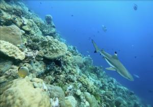 Blacktip reefshark