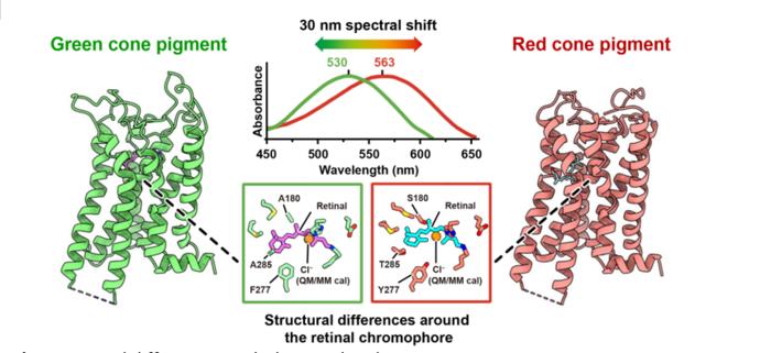 Structural differences underlying red and green cone pigments