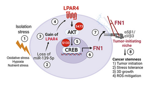 LPAR4 Schematic