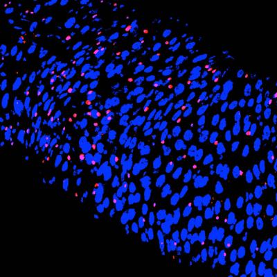 Intestinal Cells
