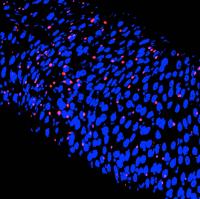 Intestinal Cells