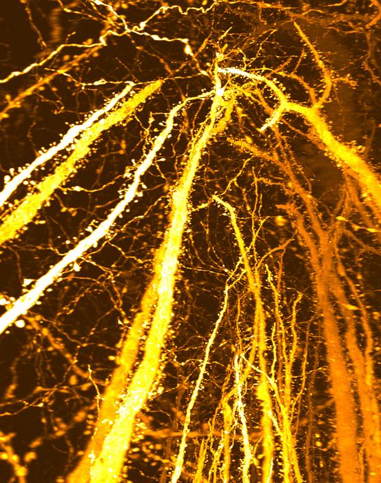 New synaptic formation in adolescence challenges conventional views of brain development