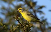 Yellow Fronted Canary