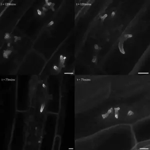 Composite time-lapse video of membrane-associated P24Y signal at the tips of intracellular fungal structures as they expanded over time