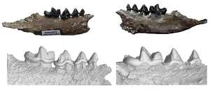The fish predator’s teeth
