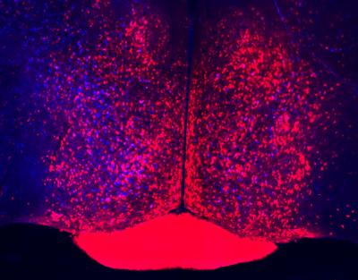 MPOA Neurons