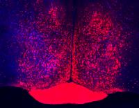 MPOA Neurons