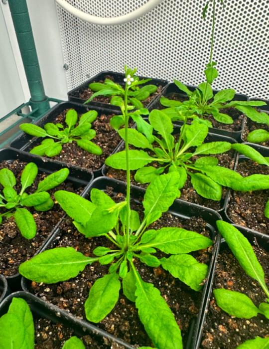 Arabidopsis