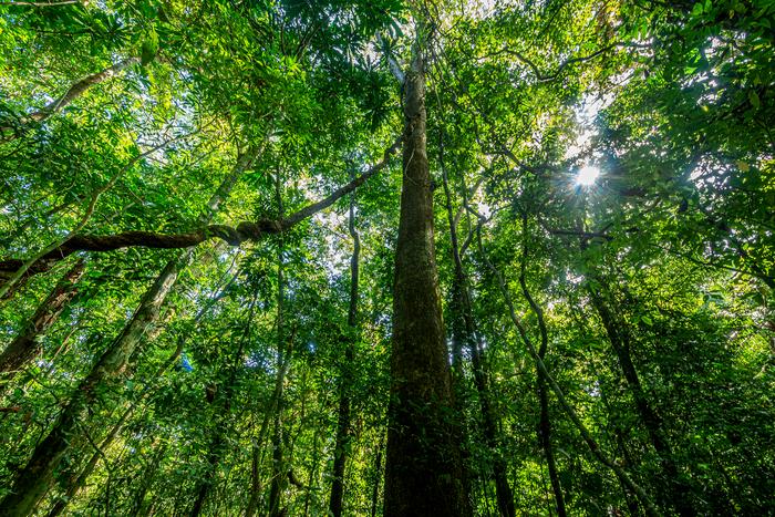 A tropical forest
