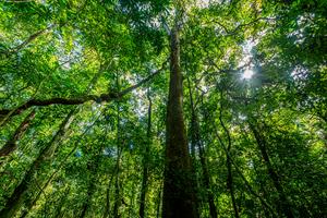 A tropical forest