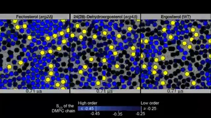 Simulation of ergosterols and phospholipids
