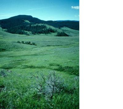 Meadows
