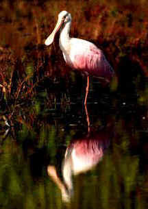 Roseate Spoonbill (<i>Ajaia ajaia</I>)