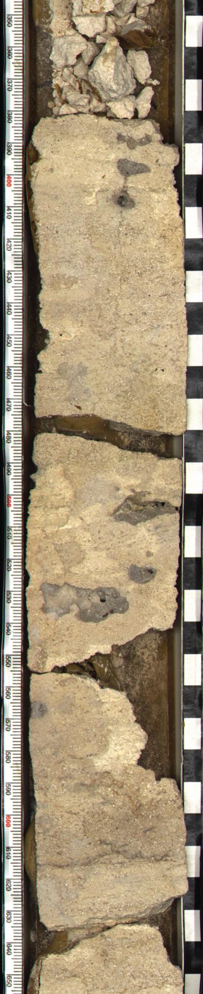 Mangrove Root Casts Below Subaerial Exposure Surface