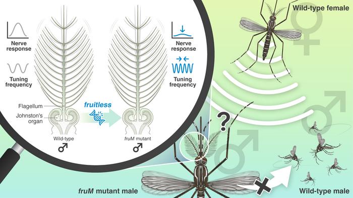 Mutating the fruitless gene in male mosquitoes impairs their hearing