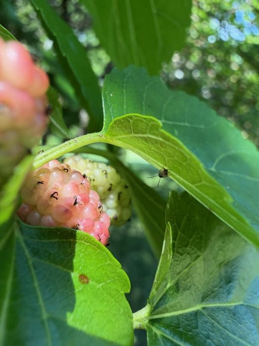 preferred - wasp mulberry