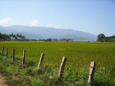 Rice Field in India