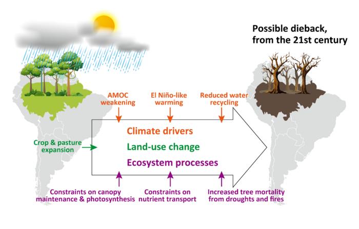 Schematic representation of the drivers and mechanisms of the Amazon dieback