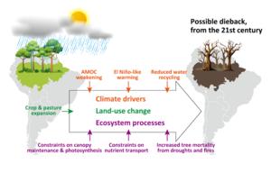 Schematic representation of the drivers and mechanisms of the Amazon dieback