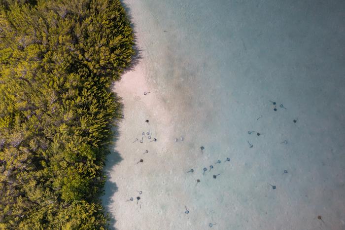Shiver of stingrays in the shallows