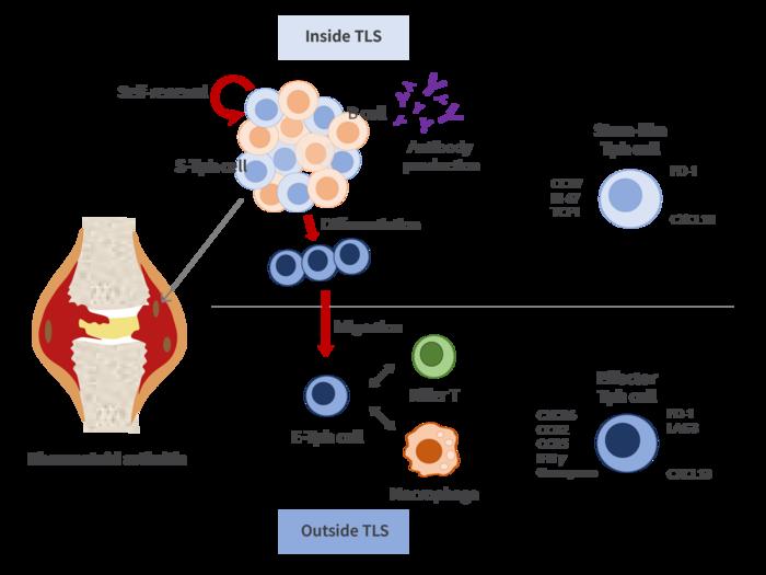 Stem-like and effector peripheral helper T cells comprise distinct subsets in rheumatoid arthritis
