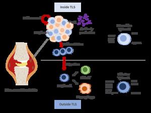 Stem-like and effector peripheral helper T cells comprise distinct subsets in rheumatoid arthritis