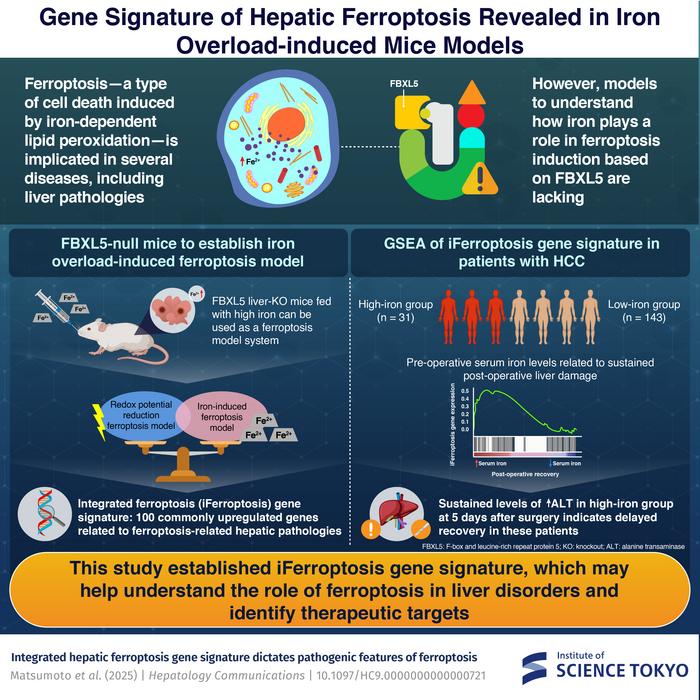 Researchers identify iFerroptosis: An integrated gene signature indicating hepatic ferroptosis