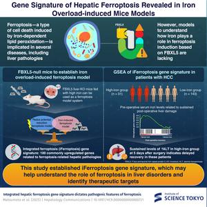 Researchers identify iFerroptosis: An integrated gene signature indicating hepatic ferroptosis