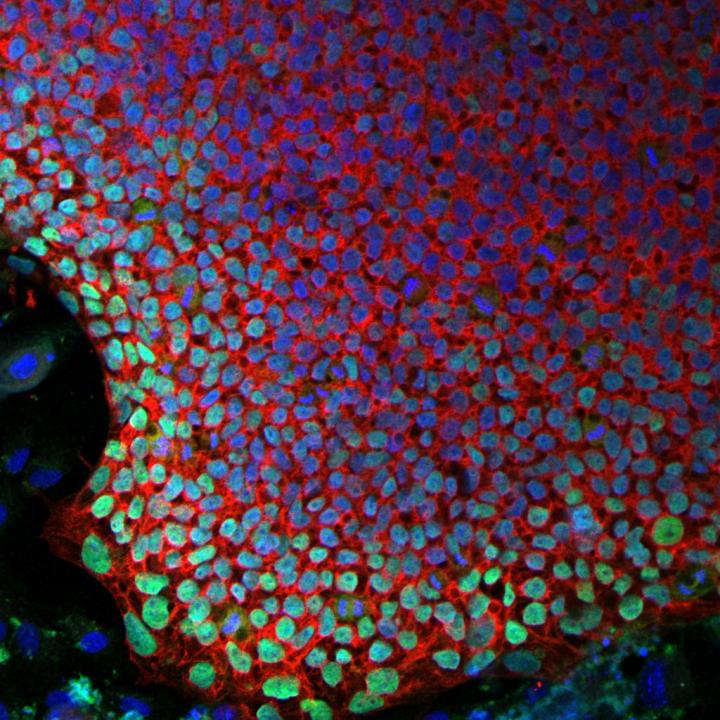 A Stem Cell Colony