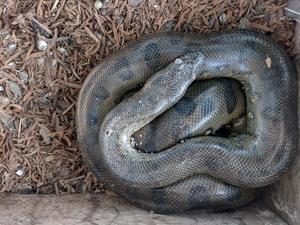 Giant anaconda