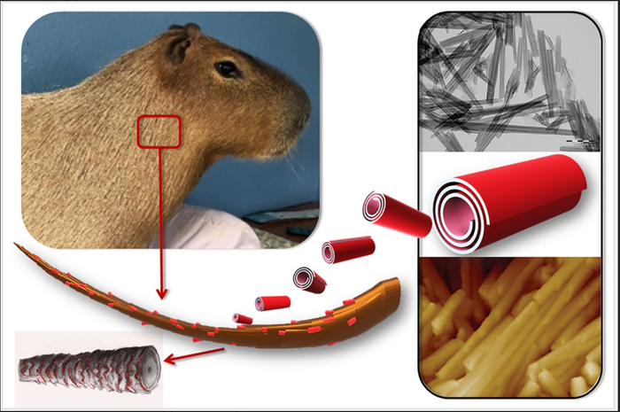 Graphical abstract